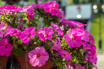 Multi-flowered garden petunia with pink flowers