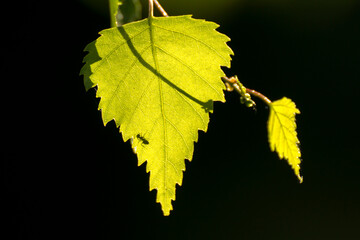 shadow of an ant on the green leaf of a birch