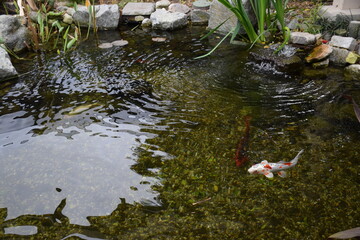 Koi pond with tiny waterfall