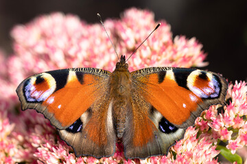 peacock butterfly sitting on a flower