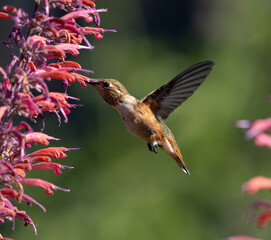 hummingbirds, hummingbird, flowers, birds bird