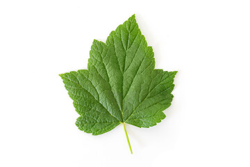 Fototapeta premium Currant leaf isolated on white background