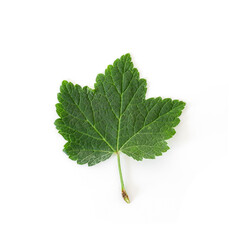 Currant leaf isolated on white background