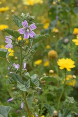 Purple flower in front of daisies