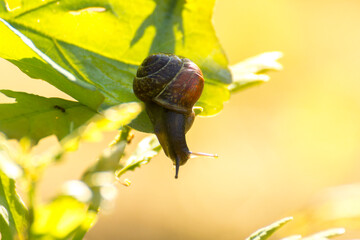 little brown snail on a green oak leaf © Paulina