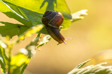 little brown snail on a green oak leaf © Paulina