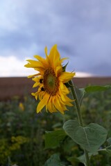 Eine Sonnenblume bei schlechten Wetter. A sunflower in bad weather.