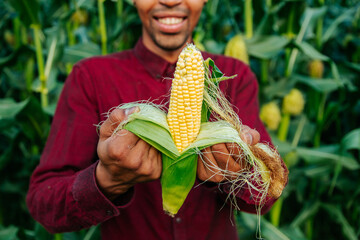 close up of joyful Farmer agronomist looking at camera and peeling corn ear on the cob. Ripe maize...