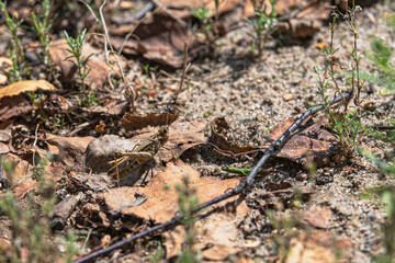 lizard on the ground