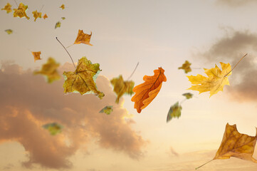 Autumn background with sunlight and falling leaves