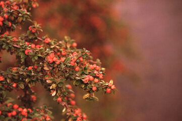 Autumn landscape, ripe barberry berries - in Latin Berberis- on the tree under the sunlight - focus at the central berries, shallow depth of field. Autumn trees, autumn landscape, autumn park nature