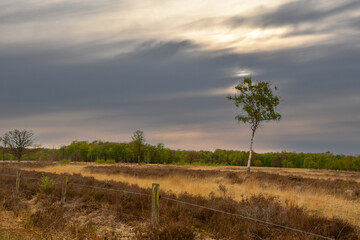 Swampland in the autumn under an evening sky. Autumn landscape in the Netherlands.