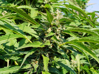 Biscotti Cannabis Flower close to harvest in on legal California cannabis farm