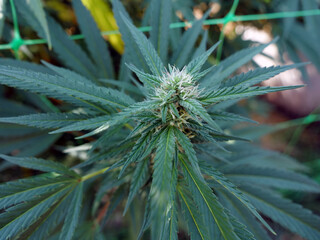Naklejka na ściany i meble Marshmallow OG Cannabis Flower close to harvest in on legal California cannabis farm