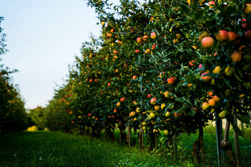 Beautiful view of apple orchard  - 457926618