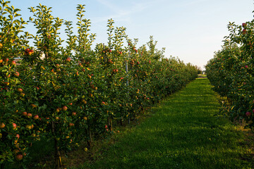 Fototapeta na wymiar Beautiful view of apple orchard 