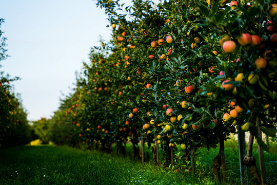 Beautiful view of apple orchard 