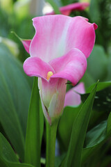 Delicate pink and white flower on a Calla Lilly