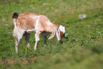 Naklejka na ściany i meble Goat with long ears and brown fur is eating grass in the fields on a sunny morning