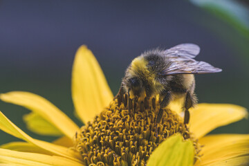 bee on sunflower