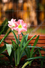 Fototapeta premium pink flowers in a garden