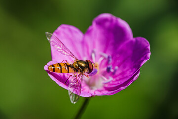 bee on flower