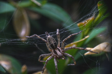 spider on a web
