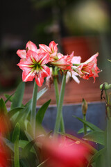 red flower in the garden