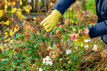 Pruning rose bushes in the fall. The pruner in the hands of the gardener.
