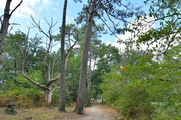 Beautiful forest at Carnac in Brittany France