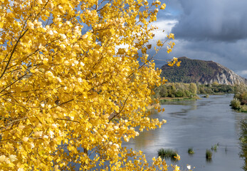 Autumn landscape with trees in the foreground. A river and a mountain can be seen between the yellow leaves. Cloudy sky.
