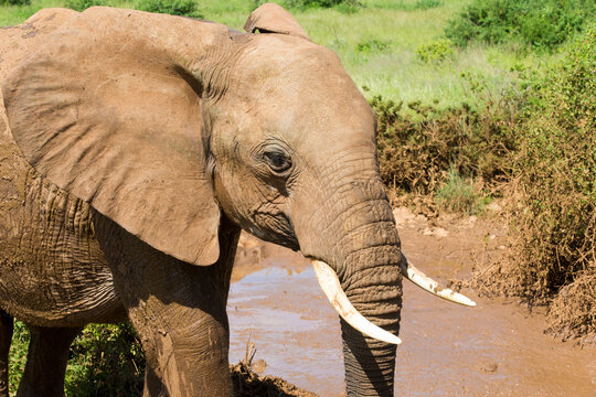A close up of an elephant. Taken in Samburu, Kenya