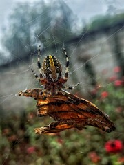 Fototapeta na wymiar spider on a web