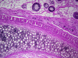 Histology image of elastic cartilage of the epiglottis (100x) - obrazy, fototapety, plakaty