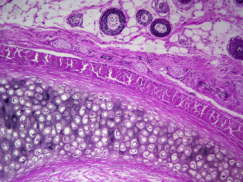 Histology image of elastic cartilage of the epiglottis (100x)