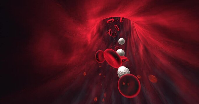 Red Blood Cells Flowing Inside Human Vein. Perfect Loop. Science And Health Related High Quality 3D Animation.