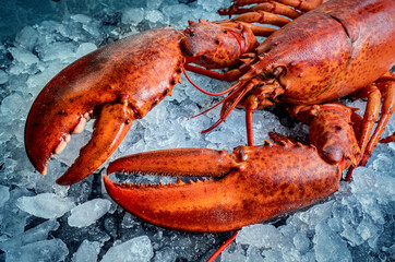 Lobster on ice, close up