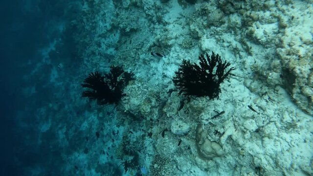 schwarze Korallen in einem Riff auf den Malediven