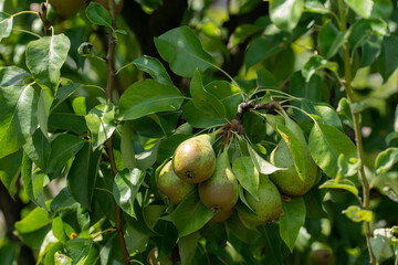 .Pear tree. Ripe pears on a tree in a garden