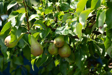 .Pear tree. Ripe pears on a tree in a garden