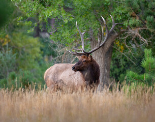 Rocky mountain elk (cervus canadensis) standing in tall grass during fall elk rut Colorado, USA