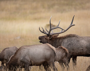 Bull Rocky mountain elk (cervus canadensis) bugles within the harem during fall elk rut Colorado, USA
