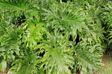 Large Green Leaves Philodendron Plant Outside in the Day