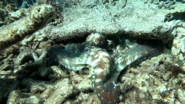 einen Kraken versteckt sich unter einer Koralle, Slow Motion