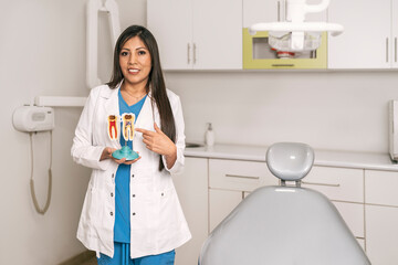 Portrait of a female dentist standing showing a prototype of teeth in a clinic
