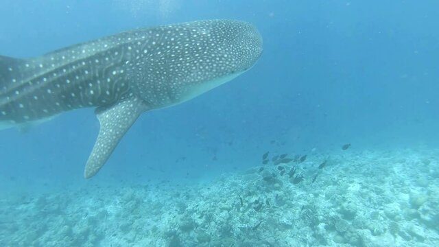 ein gro&szlig;er Walhai schwimmt an uns vorbei
