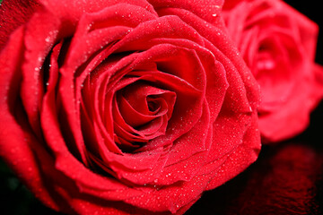 Bud of beautiful blooming rose, closeup