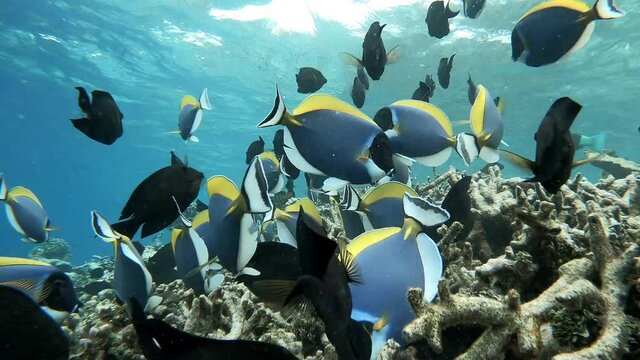 viele Fische (Indischer Wei&szlig;kehldoktorfisch) schwimmen in einem Riff	