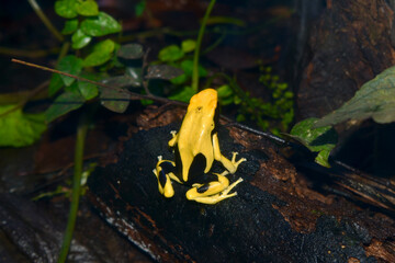 Back view of a yellow and black poison dart frog on a log