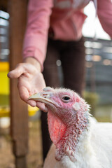 domestic white turkey on the farm. farm animals raised for food. thanksgiving turkey a traditional dish. farming and animal husbandry. pets and poultry chickens ducks and geese for sale for meat and